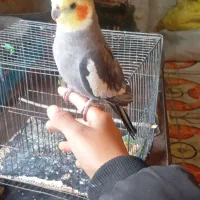 عروس هلندی سخنگو|پرنده|کوهدشت, |دیوار