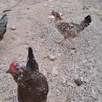 مرغ وخروس گلین|حیوانات مزرعه|آبگرم, |دیوار