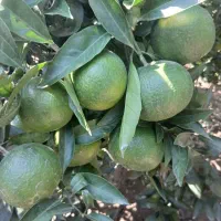 فروش نارنگی ژاپنی