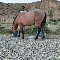 فروش فوری اسب