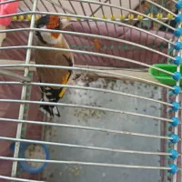 معاوضه یک جفت سهره اصیل حنجره دار