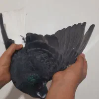 کفتر|پرنده|شیراز, کوشک میدان|دیوار