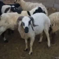 بره سبک وزن