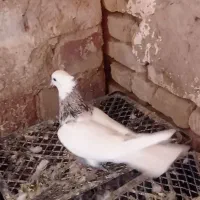 طوقی اشرافی ذات درست خوشگل خوشتیپ خوش قواره 00|پرنده|تربت جام, میان جام|دیوار