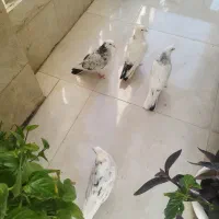 کبوتر|پرنده|کرج, گلشهر|دیوار
