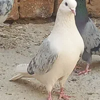 کفتر پشدار