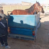 فروش اسب مادیان پالونی|اسب و تجهیزات اسب‌سواری|لاران, |دیوار