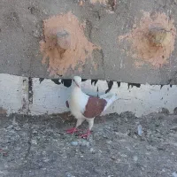 پشت سرخ هومر