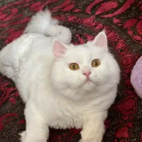 گربه پرشین|گربه|بندرعباس, |دیوار