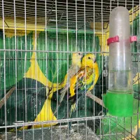 طوطی آوازه خوان|پرنده|قم, انسجام|دیوار