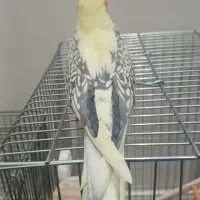 سهره قناری نر و عروس هلندی