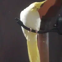 عروس هلندی ماده|پرنده|رشت, کوی مهر|دیوار