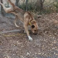 سگ سرابی نگهبان ۱۴ ماهه|سگ|سراب, |دیوار