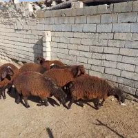 بره ماده|حیوانات مزرعه|درگز, |دیوار