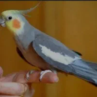 عروس هلندی سخنگو نر بالغ