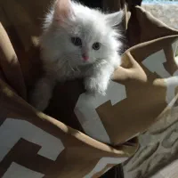 گربه پرشین اسکاتیش