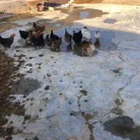 مرغ تخمگذار