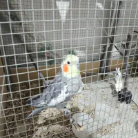 جفت عروس هلندی|پرنده|نقده, |دیوار