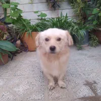 سگ اشپیتز بازیگوش