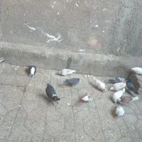 کفتر به شرت|پرنده|ازنا, |دیوار