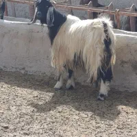 میش بز کهره بره|حیوانات مزرعه|مرودشت, ده بید|دیوار