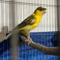 قناری ماده کاکلی جفتی سهره و قناری