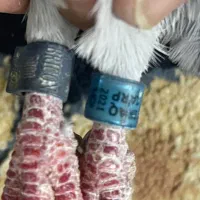 کبوتر پلاکی عراق