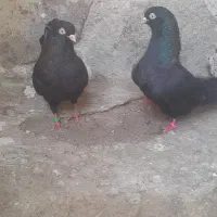 کفتر