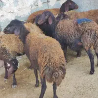 بره ماده شیشک افشار و قزل افشار|حیوانات مزرعه|محمدیه-قزوین, |دیوار