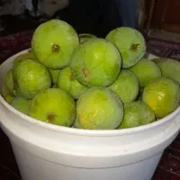 انجیر|خوردنی و آشامیدنی|گنبد کاووس, |دیوار