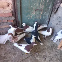 کفتر رنگی|پرنده|قزوین, |دیوار