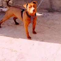 سگ پیت بول|سگ|نیشابور, شهرک رضوی|دیوار