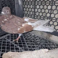 کبوتر|پرنده|قشم, |دیوار