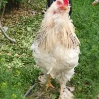 مرغ وخروس برهما،آمروک...