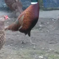 تخم نطفه دار مرغو خروس امریکایی