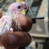 جوجه عروس هلندی لوتینو