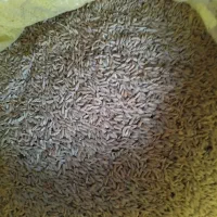 جو دیمه|گل و گیاه طبیعی|تربت جام, شهرک معلم|دیوار