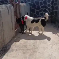 توله قدرجونی اصیل درجه یک|سگ|جرقویه, |دیوار