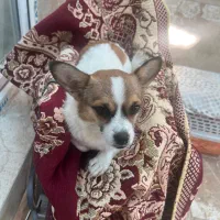 سگ خانگی شناسنامه دار واکسن زده