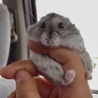 همستر مینیاتوری(کمپل)