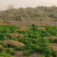 علف خشک بومی