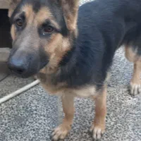 ژرمن شپرد|سگ|گنبد کاووس, |دیوار