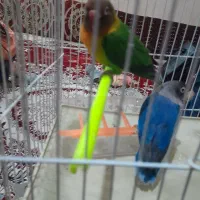 یک جفت کوتوله