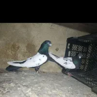 کفتر
