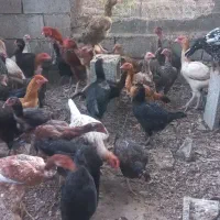 مرغ بومی|حیوانات مزرعه|تخت, |دیوار