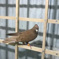 کبوتر کفتر