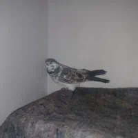 کفتر|پرنده|قرچک, ولی آباد|دیوار