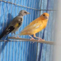 سهره .قناری.|پرنده|شیراز, میانرود|دیوار