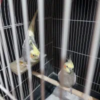 یک جفت عروس هلندی، نروماده،یک ساله، حرف نمیزنه