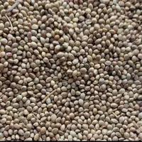 شاهدانه ریزودرشت